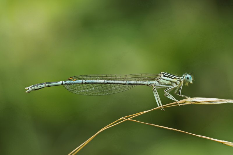 Demoiselle sur graminée.Canal.25.06.22. Joël Liegard